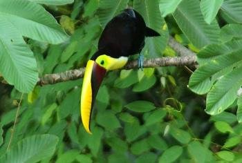 Rainforest Bird Watching tour, South Pacific, Costa Rica photo